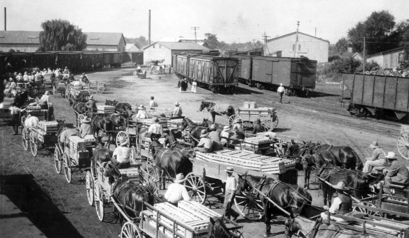 A loading yard in Seaford, Delaware (1917) showing people with loads of peaches, cantaloupes, and watermelon. 