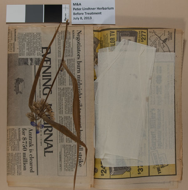 Peter Lindtner's herbarium before treatment