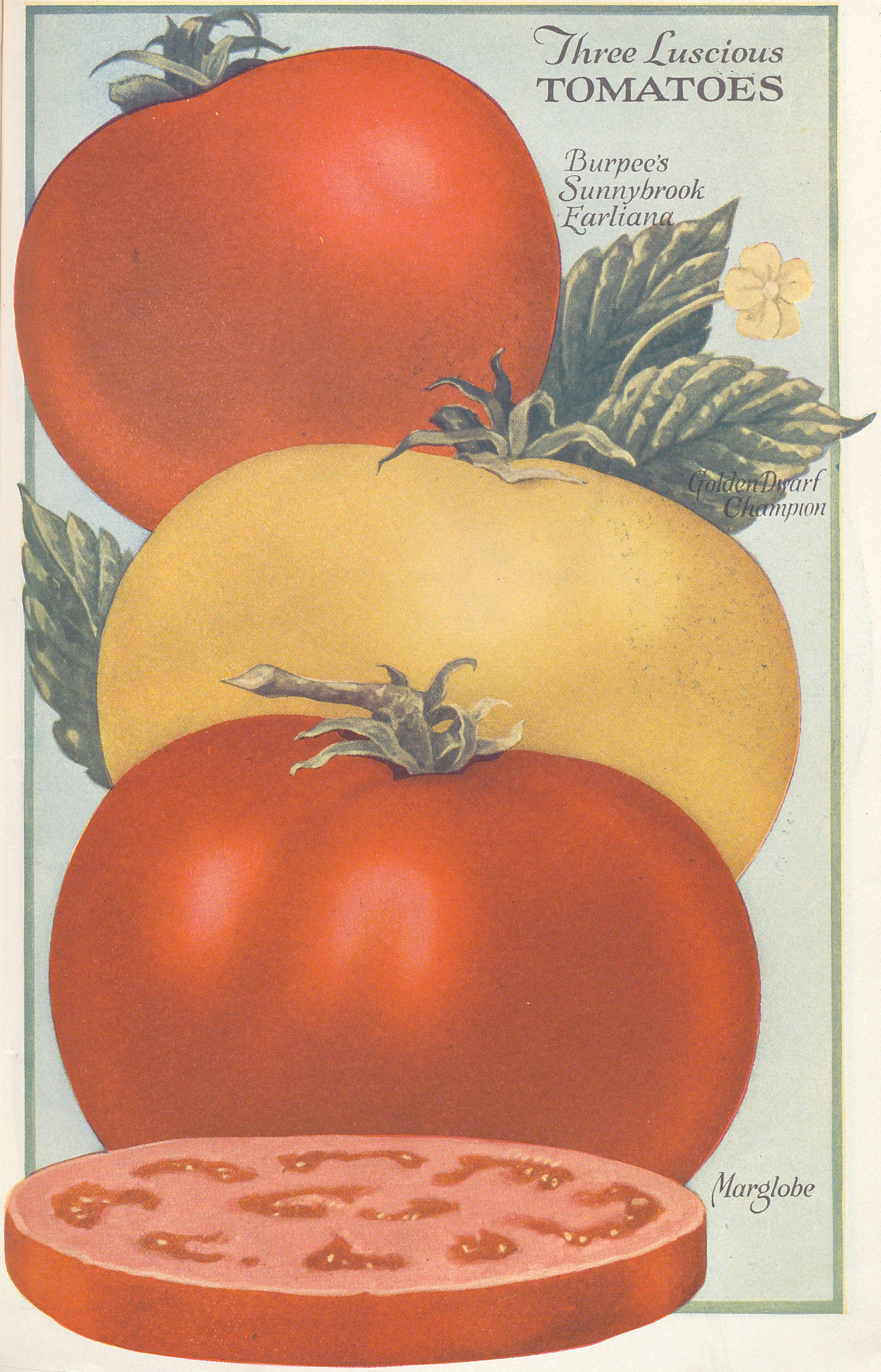 Color illustration of three tomatoes in a variety of colors.