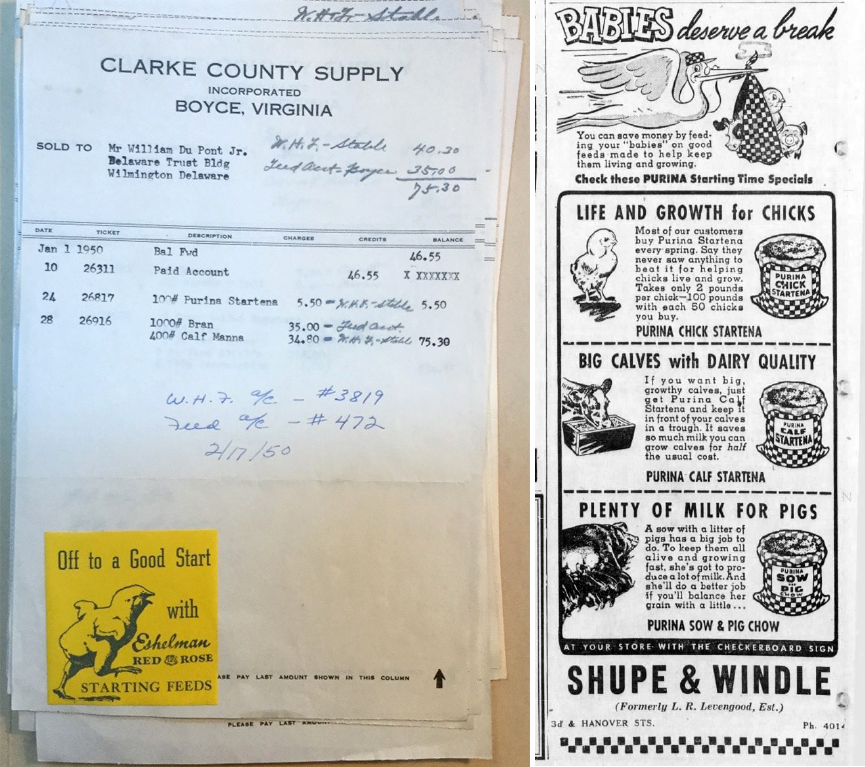 Clarke County Supply feed slip from the William du Pont, Jr. Papers. An advertisement for Purina’s Startena from a Pottstown, Pennsylvania newspaper, dated 1950.