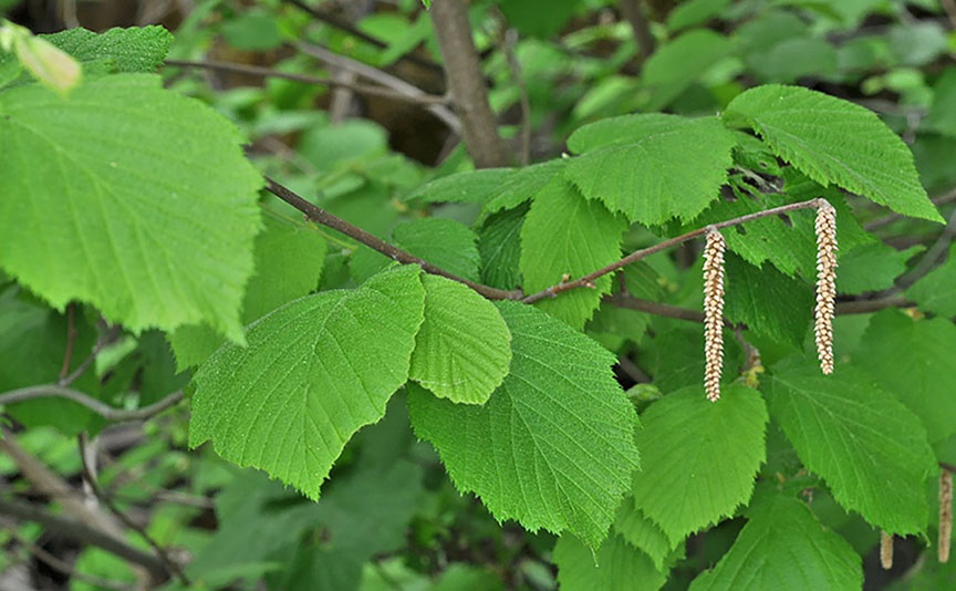 beaked hazelnut