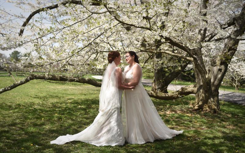 brides beneath tree