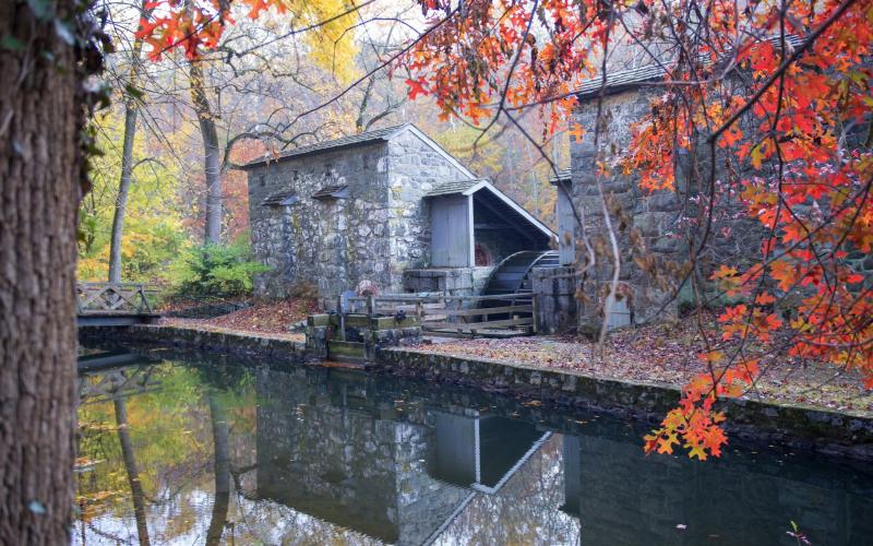 hagley-birkenhead-fall-print.jpg