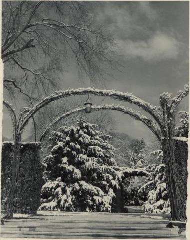 Black and white image of an arbor and pine trees in the snow at Longwood Gardens