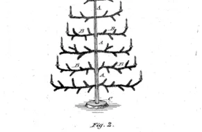 Tree5.png