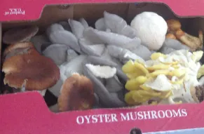 mushroom_tn.jpg